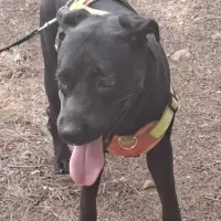 Adopta a Linda Labrador