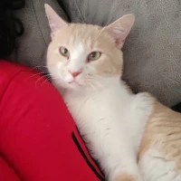 Adopta a Blanco La