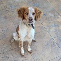 Adopta a Fox