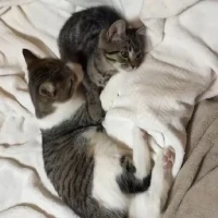 Adopta a Hipnos Y Milú Ale