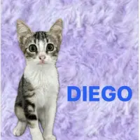 Adopta a Diego