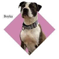 Adopta a Boyka