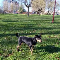 Adopta a Max