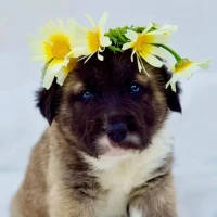 Adopta a Vilma