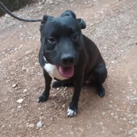 Adopta a Kira Staffy