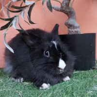 Adopta a Bruno ( Bloque B)