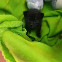Adopta a Nieve