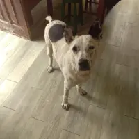 Adopta a Olii