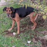 Adopta a Nora