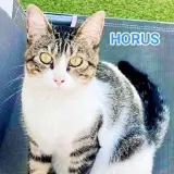 Adopta a Horus