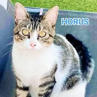 Horus