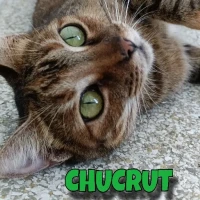 Adopta a Chucrut