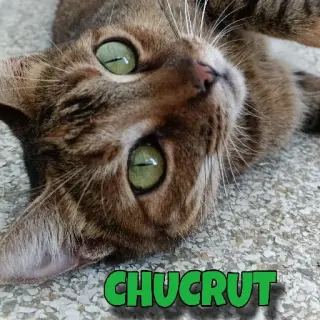Chucrut