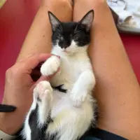 Adopta a Asia