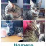 Adopta a Homero