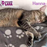 Adopta a Hanna_L