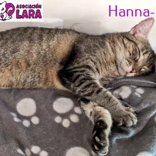 Hanna_L