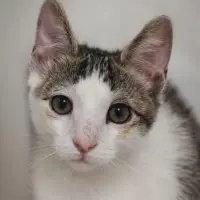 Adopta a Seline