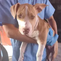 Adopta a Dado