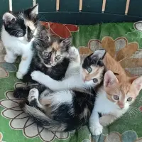 Adopta a Gatitos