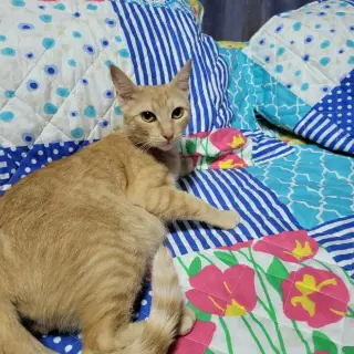 Nala
