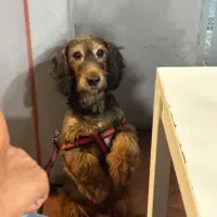 Adopta a Felipe