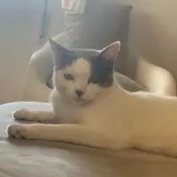 Adopta a Blanca