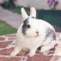 Adopta a Poubelle