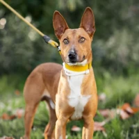 Adopta a Toffee