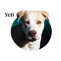 Adopta a Yeti