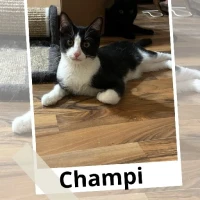 Adopta a Champi