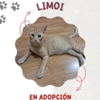 Adopta a Limoi