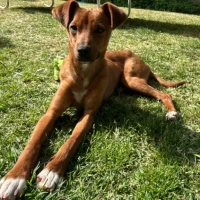Adopta a Choco
