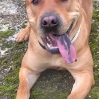 Adopta a Lebron