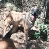 Adopta a Medea