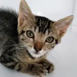 Adopta a Albert