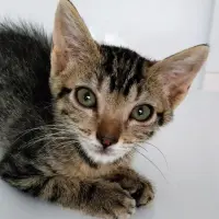 Adopta a Albert