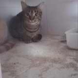 Adopta a Soda