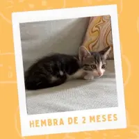 Adopta a Sin Nombre