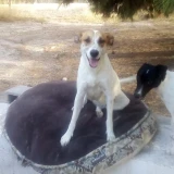 Adopta a Lia