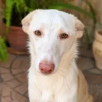 Adopta a Juanillo 🐶
