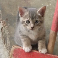 Adopta a Gatos