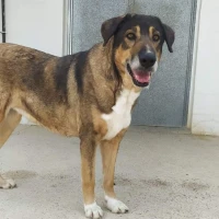 Adopta a Rhaenyra