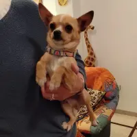 Adopta a Dani, Chihuahua-Tlf 645978718