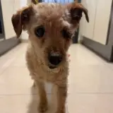 Adopta a Pettit