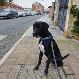 Tizón