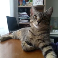 Adopta a Leo