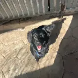 Adopta a Nico