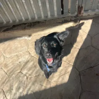 Nico
