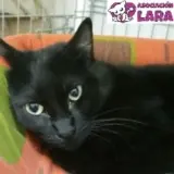 Adopta a Betty